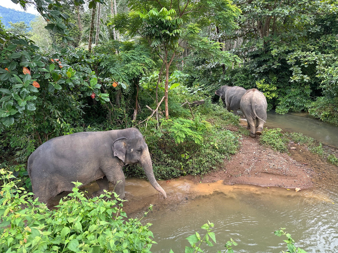 Lanta Island Safari Elephant Lover-Khlong Hin必去景点