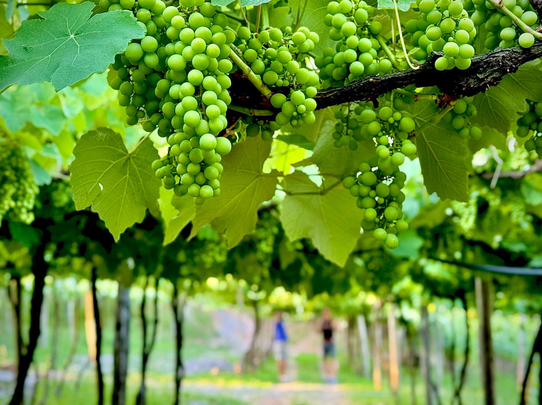 Pipas Terroir Pousada主图