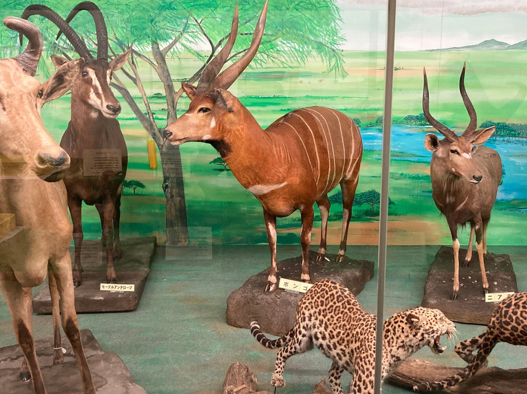 Tsuyama Nature & Mystery Museum-津山市必去景点