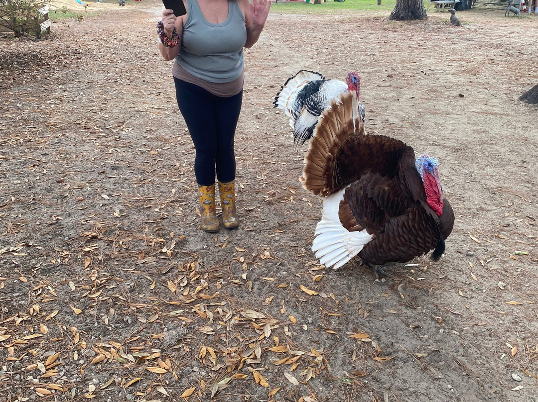 Rooterville Animal Sanctuary-Melrose必去景点