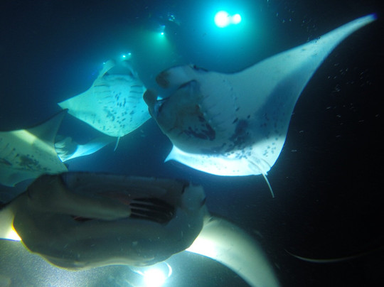 Manta Ray Dives Of Hawaii-凯鲁瓦-柯纳必去景点