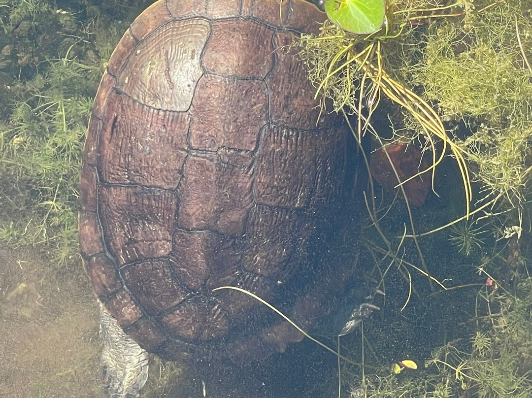 Leon Levy Native Plant Preserve-伊柳塞拉必去景点