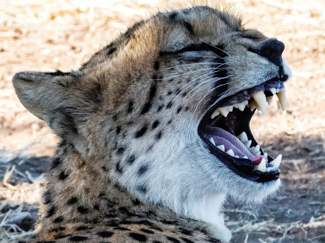 Serengeti National Park