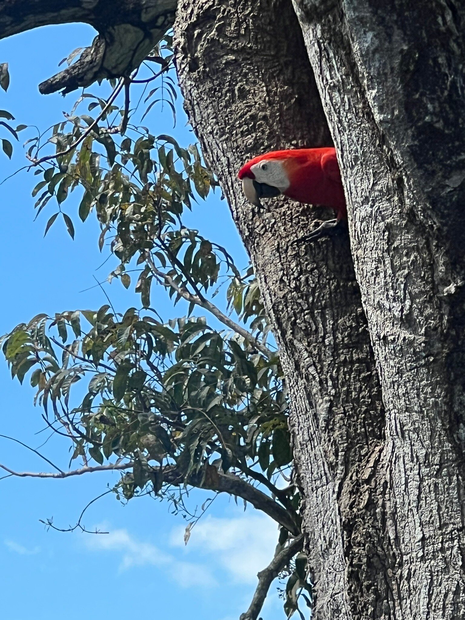 Lapa Rios Lodge-官方