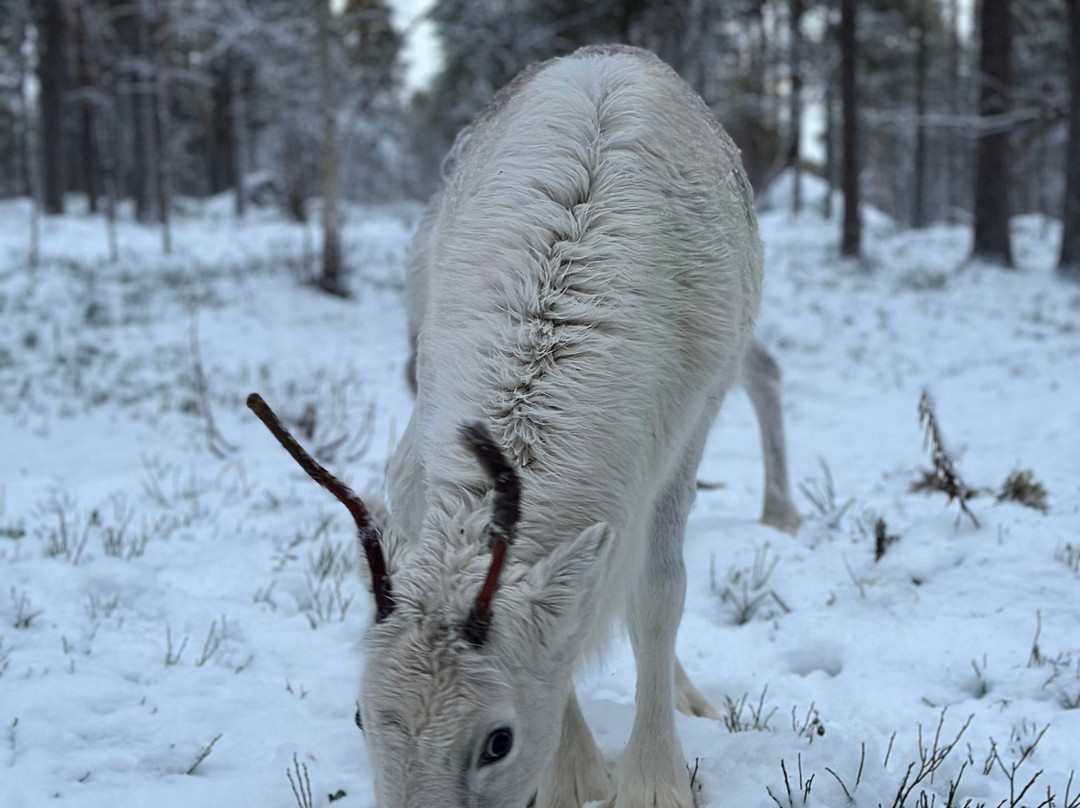 Angeli Reindeer Farm-伊纳里必去景点