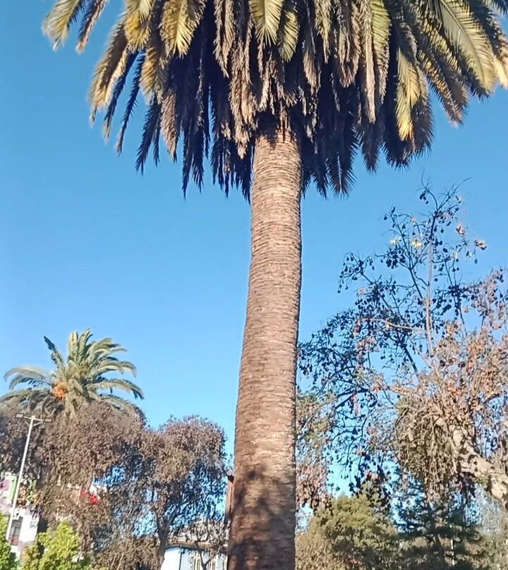 Plaza Ambrosio O"higgins-Vallenar必去景点