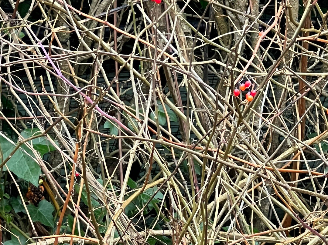The Alnwick Garden-阿尼克必去景点