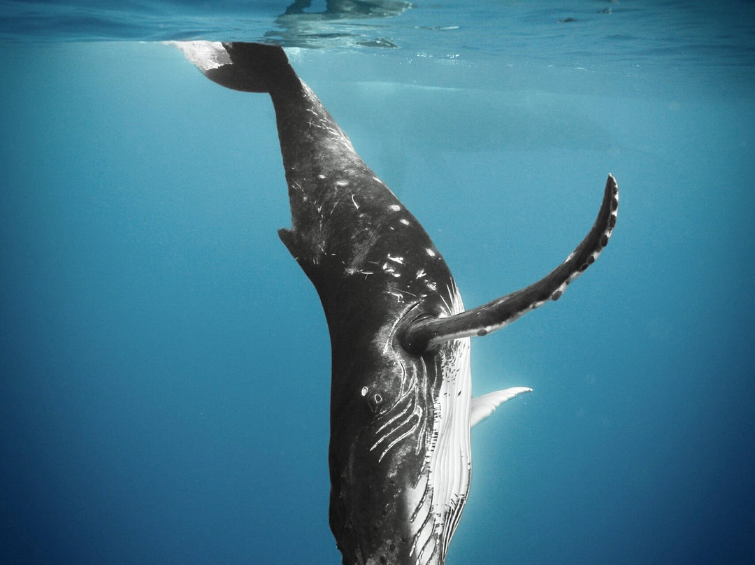 Tahiti By Boat-帕皮提必去景点