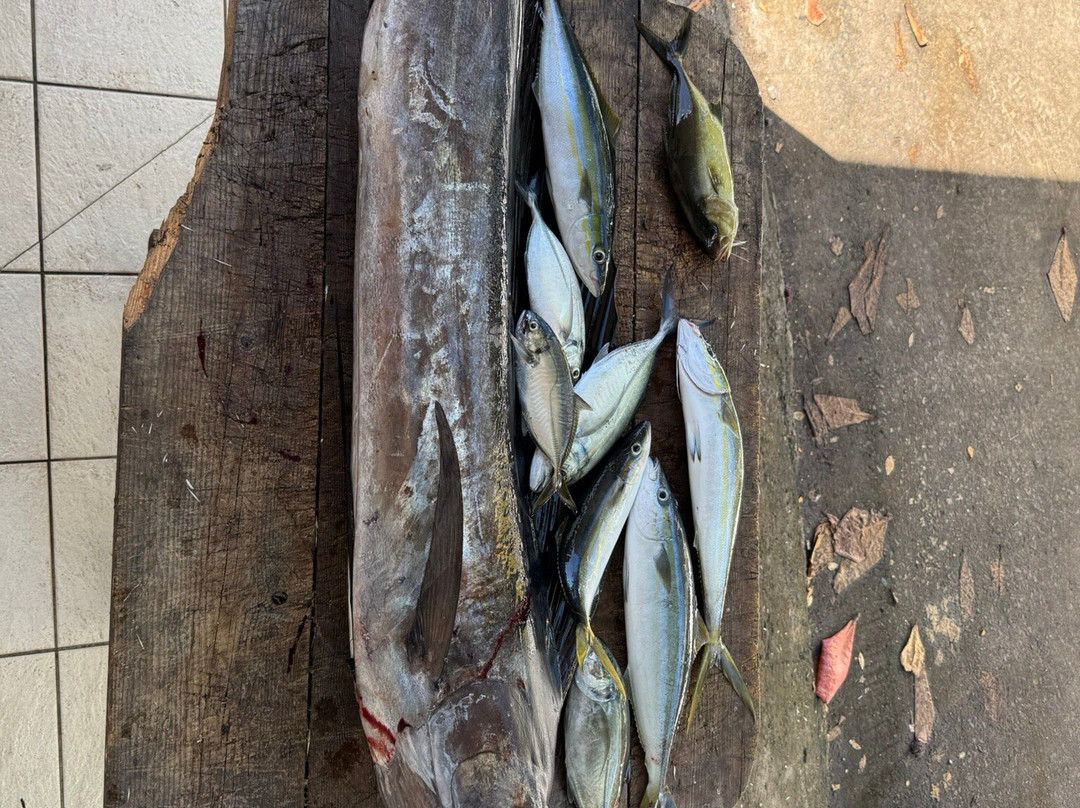 Carib Evasion-Case-Pilote必去景点