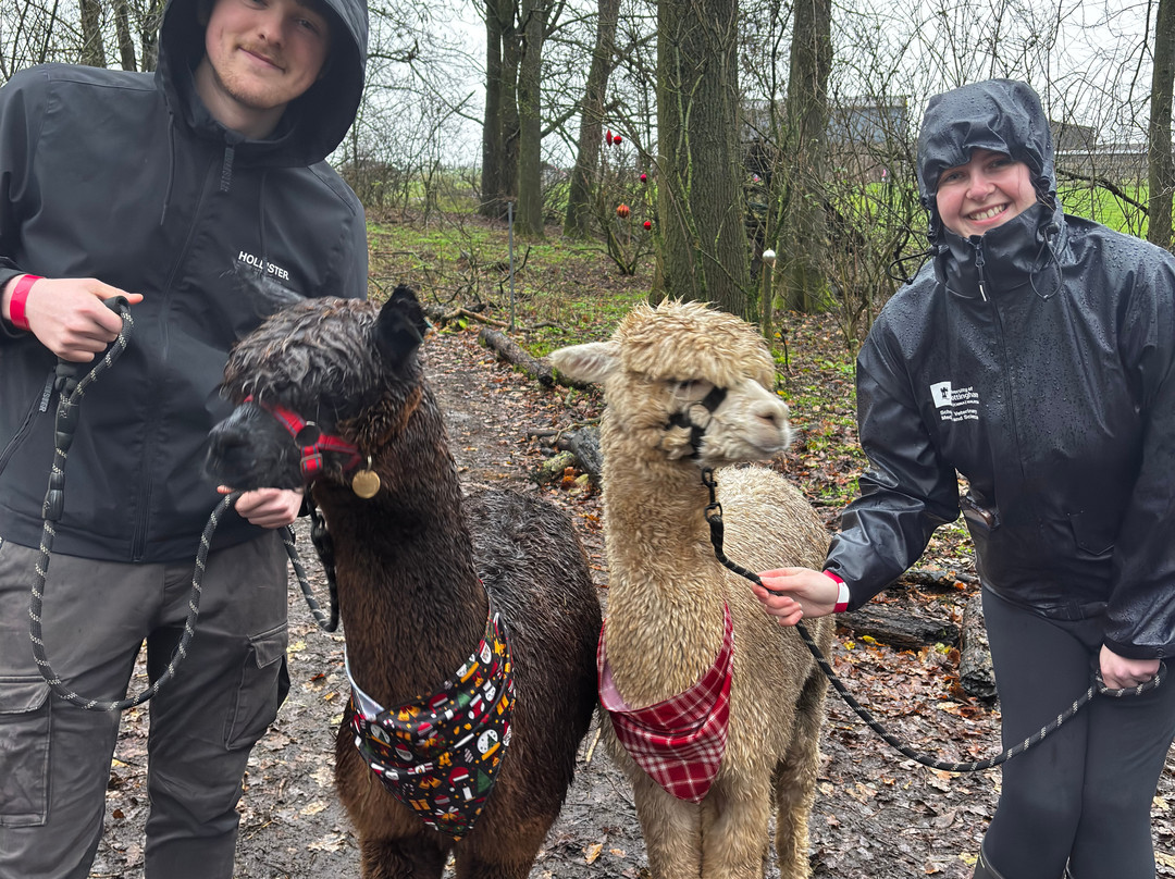 Charnwood Forest Alpacas-Boundary必去景点