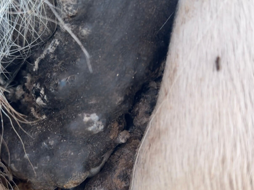 Hilal Ranch Kemer Horse Riding Center-凯梅尔必去景点