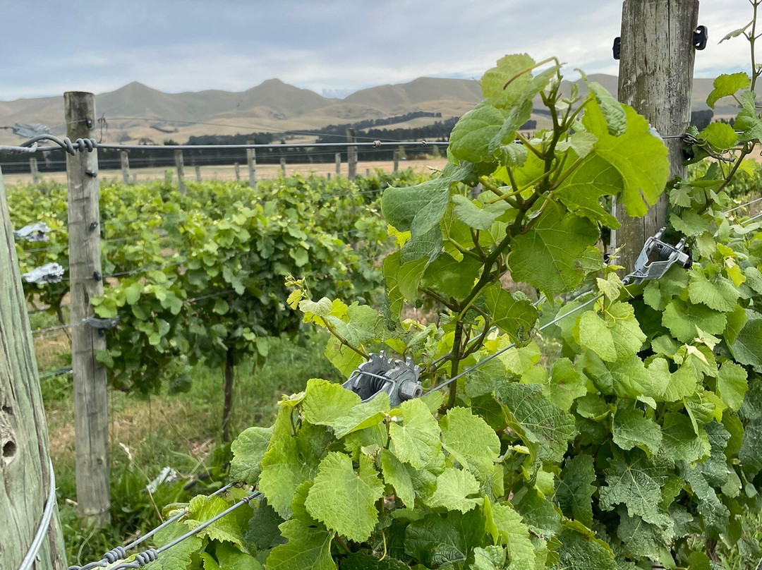 Georges Road Wines-Waipara必去景点