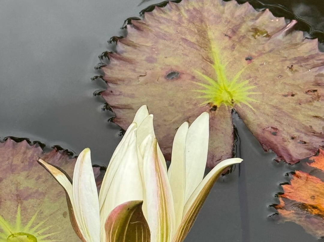 Belle Azure-蒙罗维亚必去景点