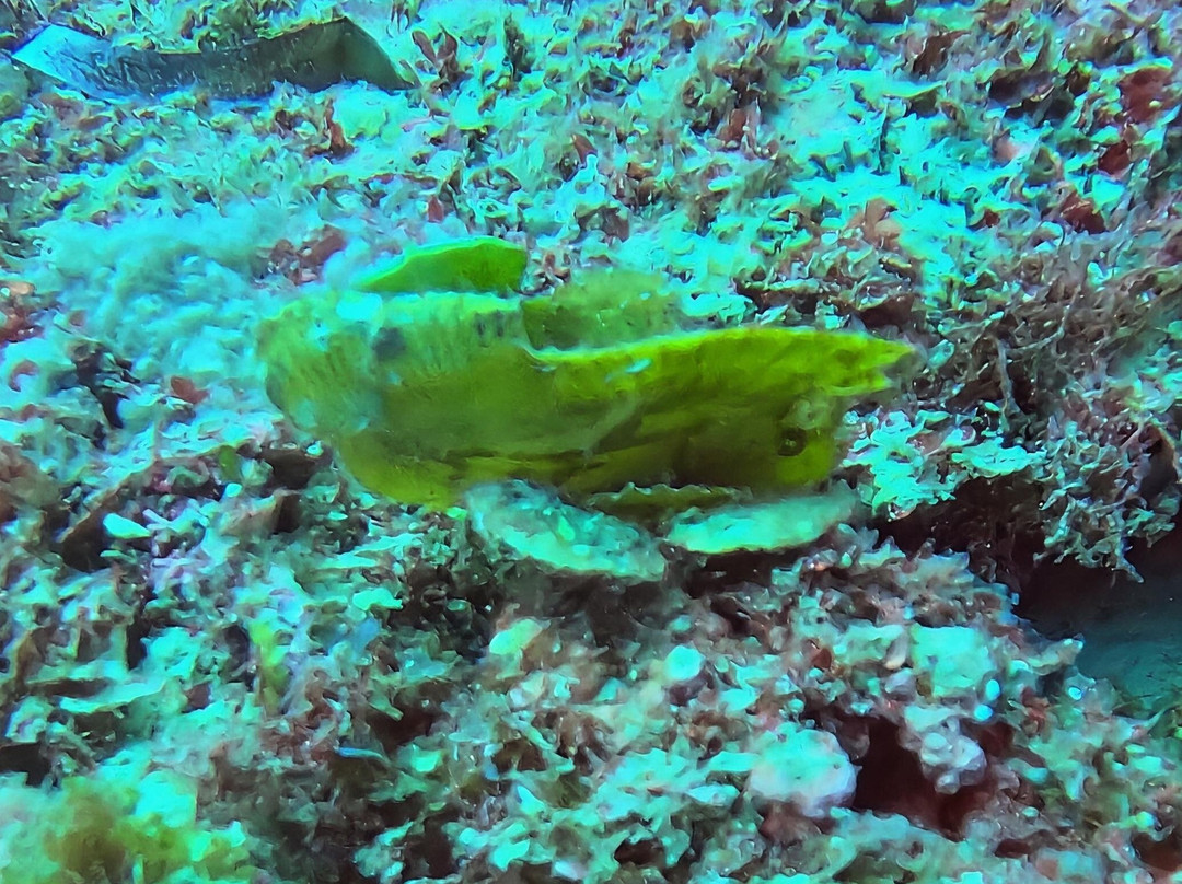 Scuba Duka-迪亚尼必去景点