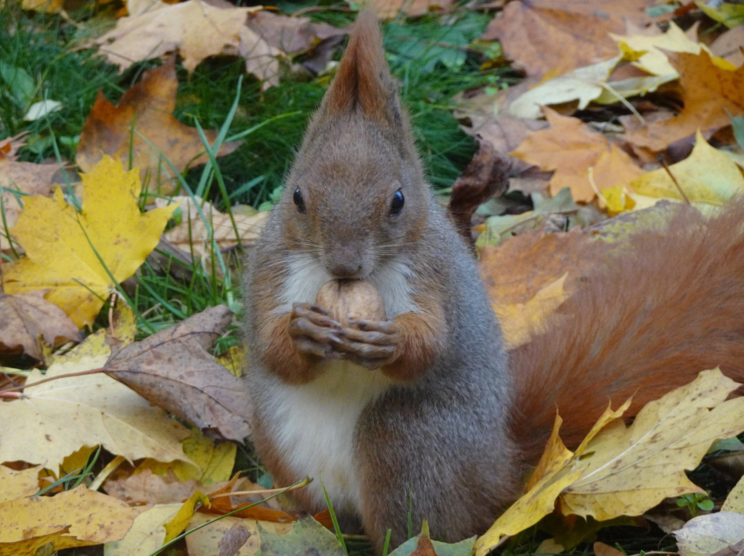 Park Miejski W Skierniewicach-Skierniewice必去景点