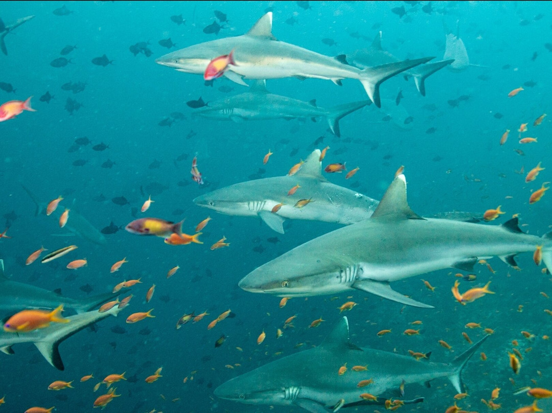 Scubaspa Maldives-马累必去景点