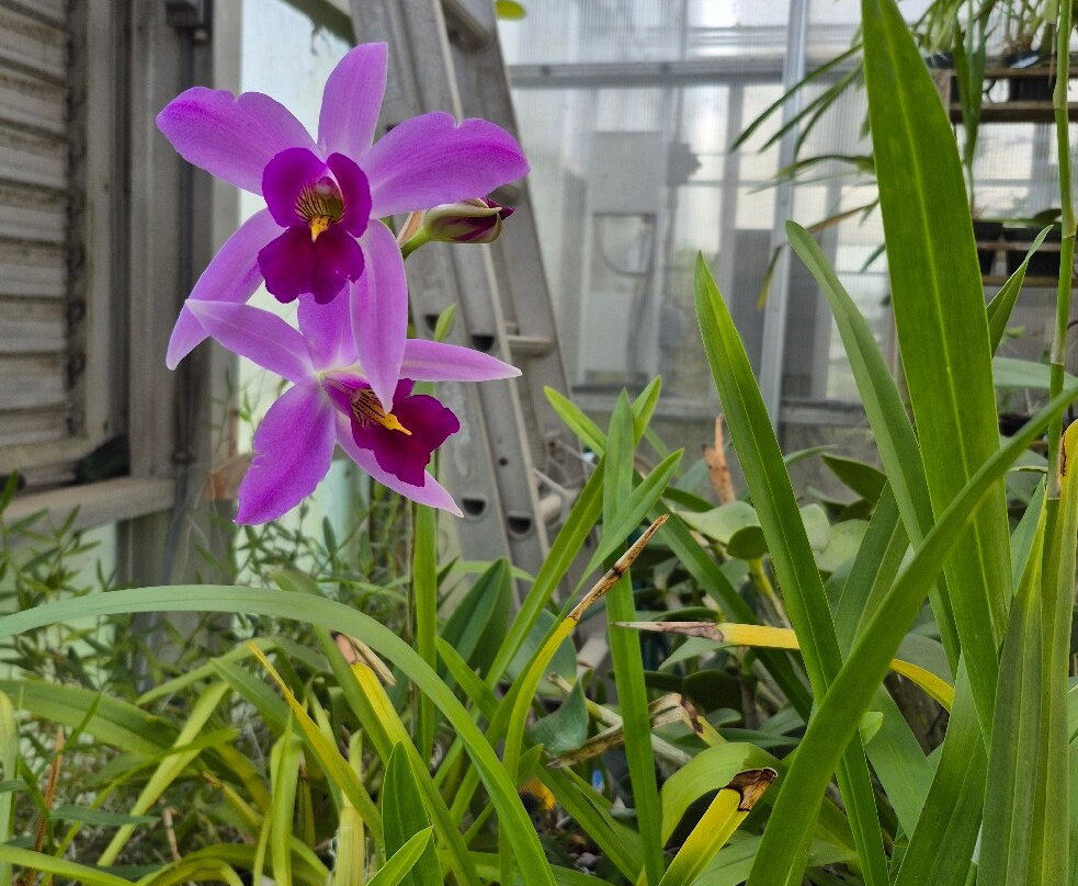 South Texas Botanical Gardens & Nature Center-科珀斯克里斯蒂市必去景点