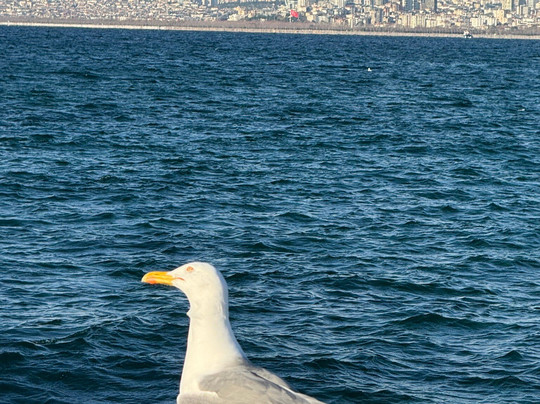 Princes' Islands-伊斯坦布尔必去景点