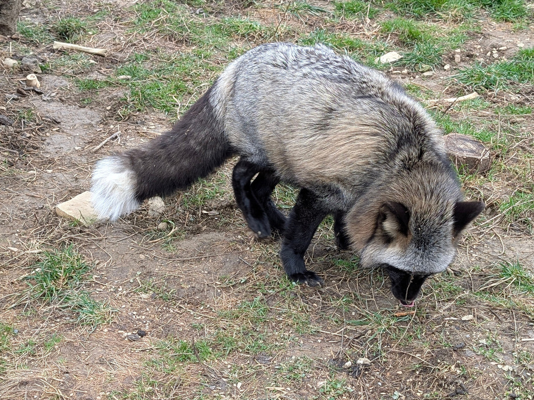 Red Wolf Sanctuary-Rising Sun必去景点