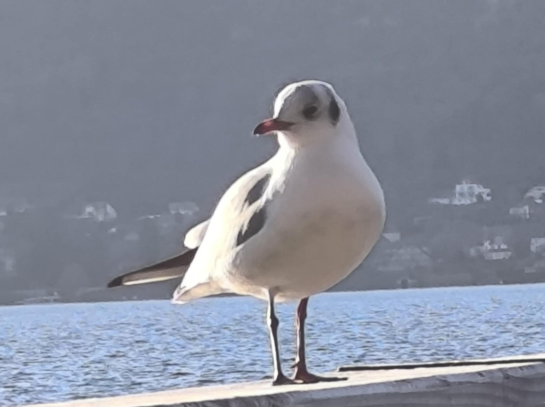 Plage de la Brune-维利耶杜拉克必去景点