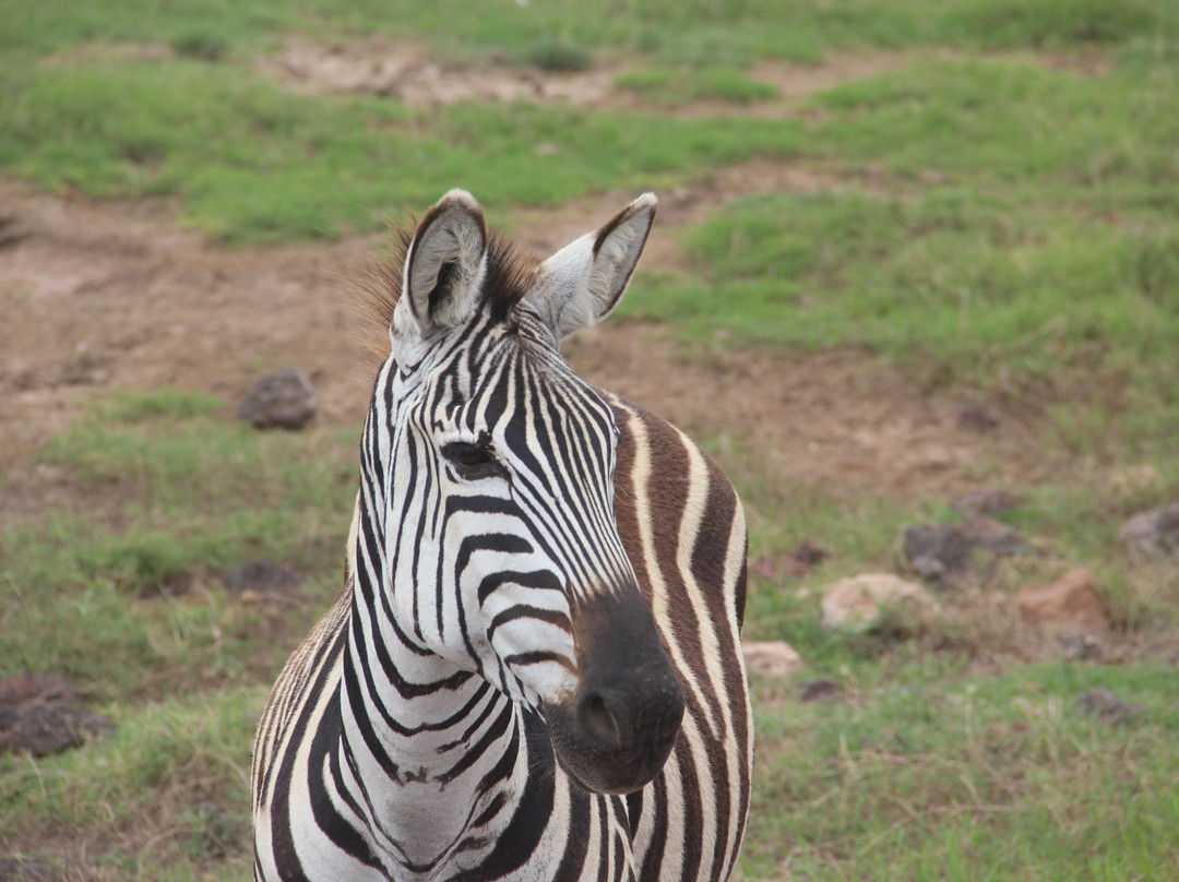 Paradise & Wilderness  | Beach & Safari Holidays-阿鲁沙必去景点