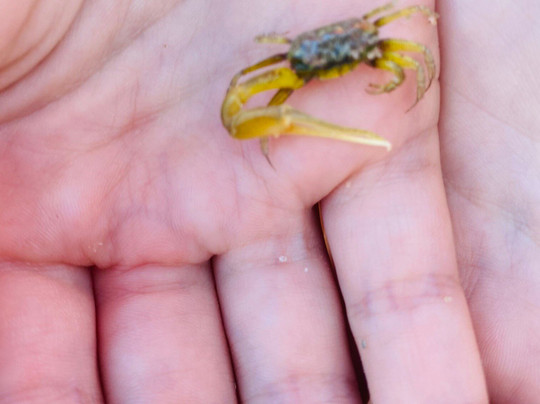 Conchas Beach-Barra de Sao Miguel必去景点