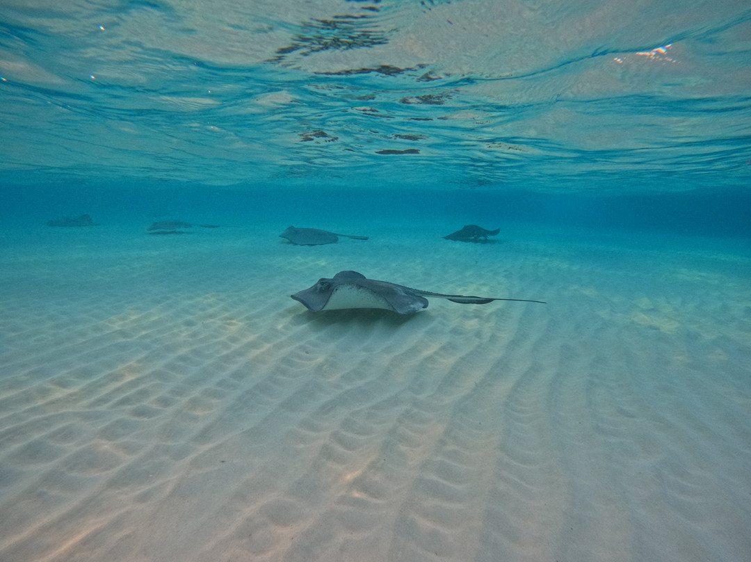 Next Level Charters Cayman-Camana Bay必去景点