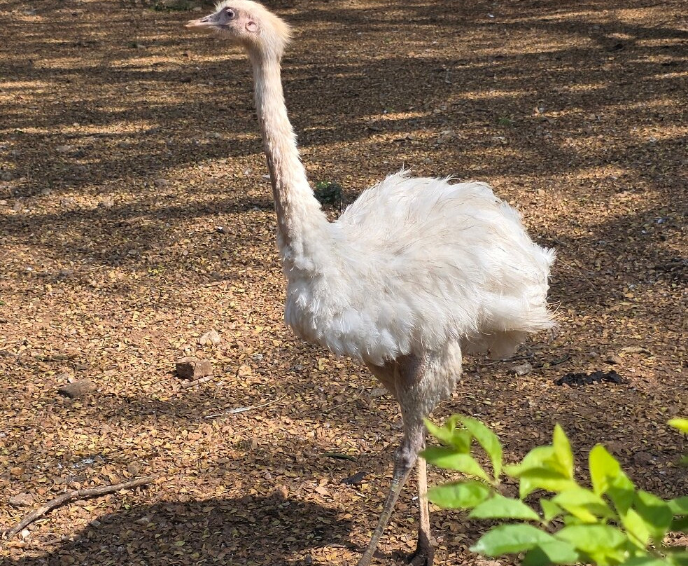 Thiruvananthapuram Zoo-提卢湾安塔普兰（特里凡德伦）必去景点
