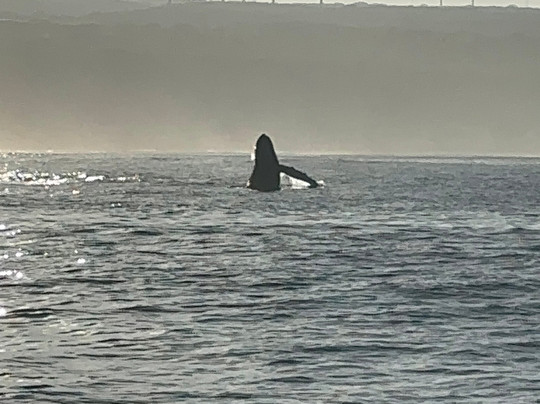 Bob Marlin Charters-哈雷瓦必去景点