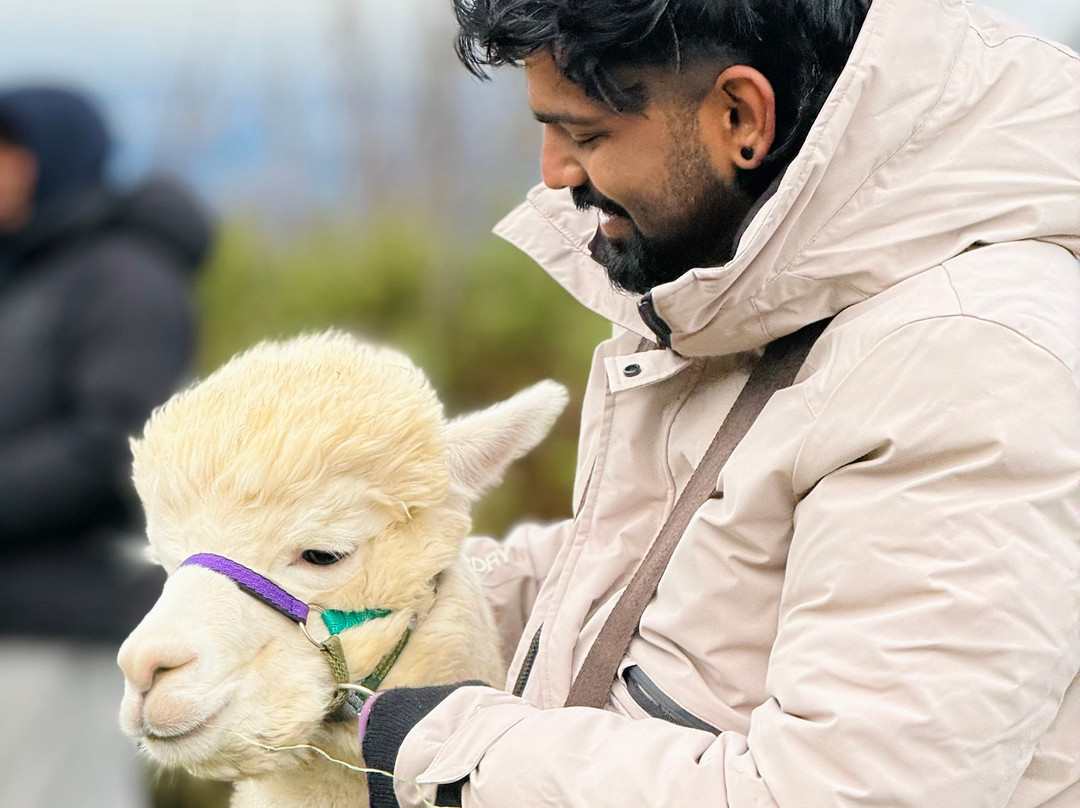 BobCat Alpacas-爱丁堡必去景点