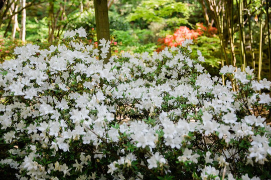 The Japanese Garden-St. Mawgan必去景点