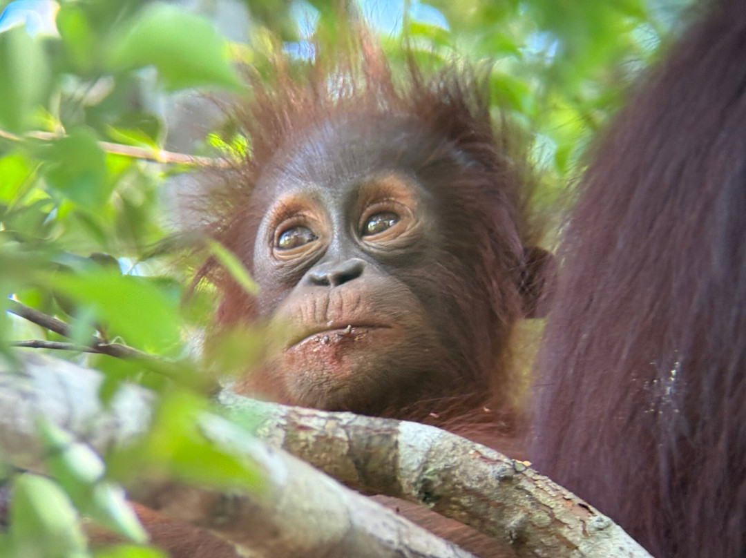 Orangutan House Boat Tour-Kumai必去景点