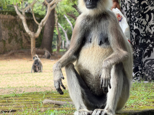 The Visit Lanka Tours-科伦坡必去景点