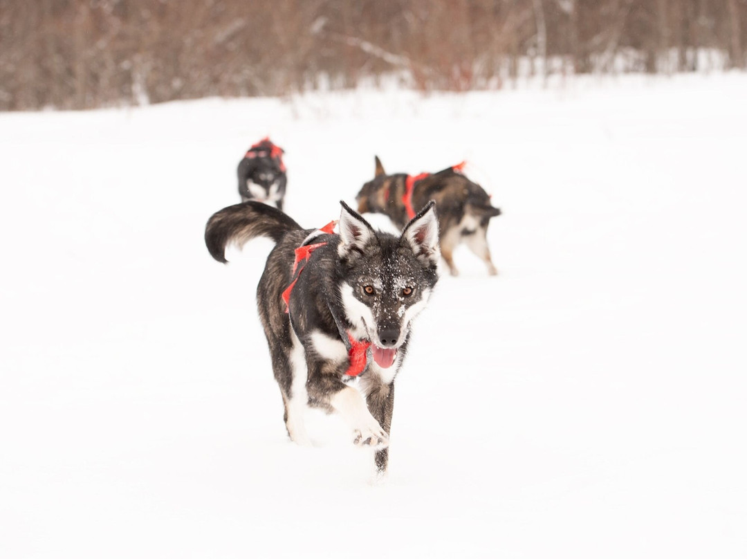 Campbell's Racing Sled Dogs-Melfort必去景点