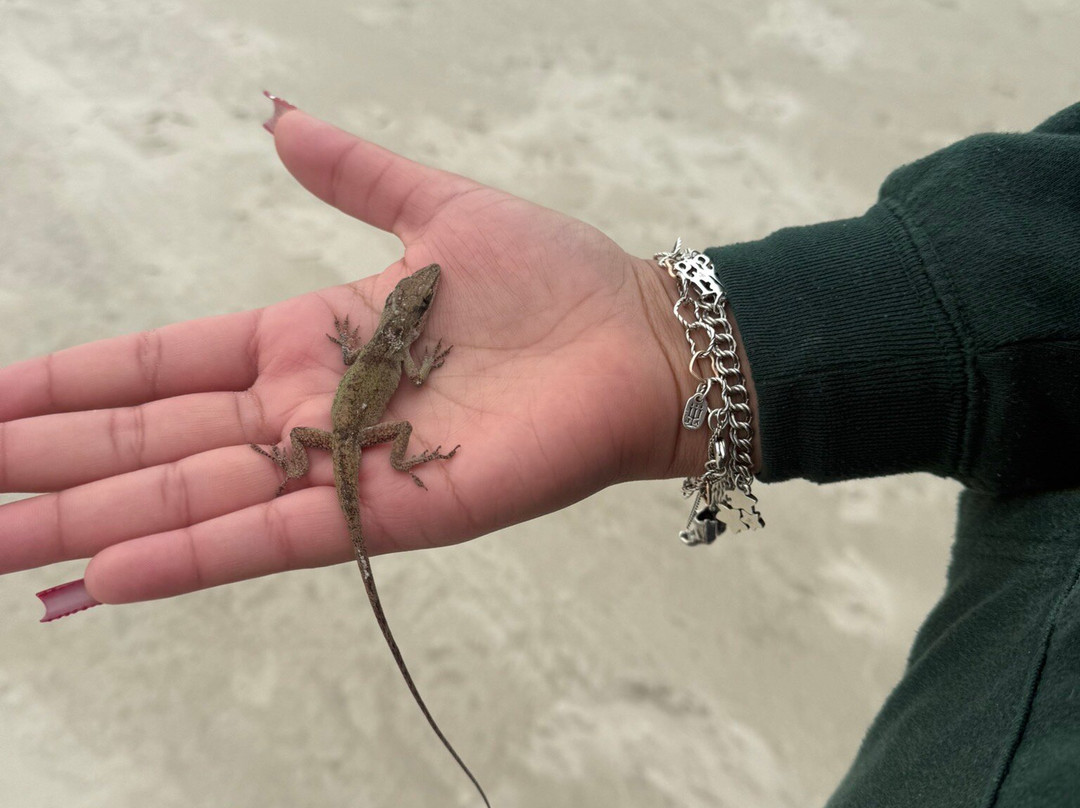 North Padre Island-科珀斯克里斯蒂市必去景点