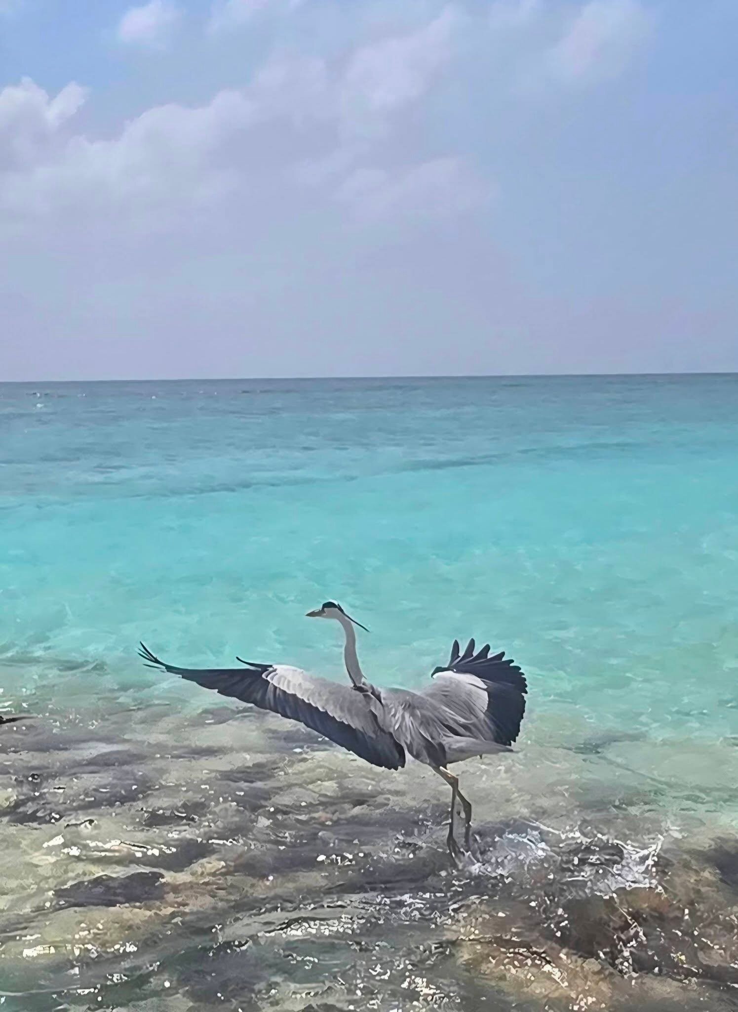 柯可棕榈杜妮科酒店-官方