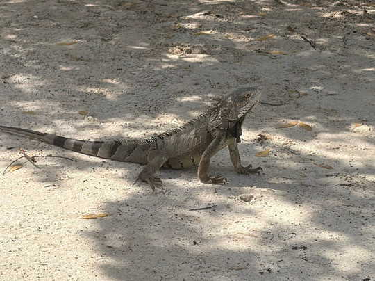 Mangel Halto Beach-萨瓦内塔必去景点