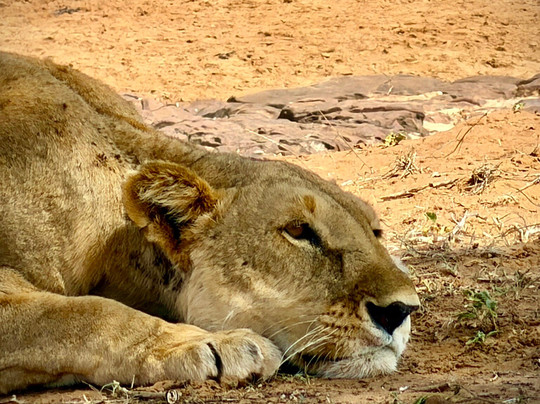 Mangia Fuoco Kenya Safari-瓦塔木必去景点