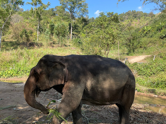 Elephant Peace Project-清莱必去景点