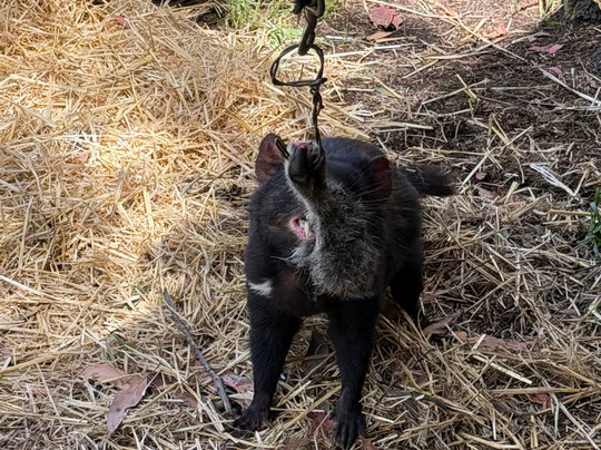 Tasmanian Devil Unzoo-塔拉纳必去景点