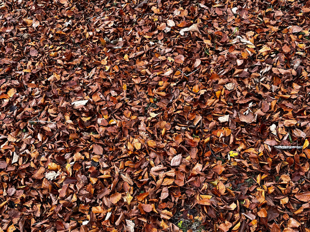 Bosco Sant'Antonio-Villaggio Sant'Antonio必去景点