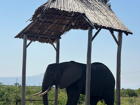 Safari Vacations & Travel Services-恩德培必去景点