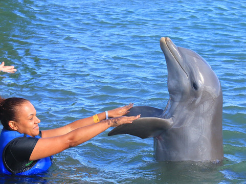 Dolphin Explorer-蓬塔卡纳必去景点