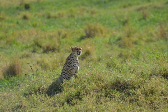 Nature's Land Safaris & Rentals-姆万扎必去景点