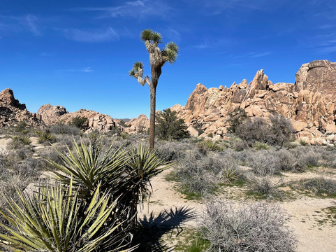 隐身谷-约书亚树国家公园必去景点