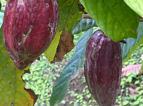 Blessing Tours-Area de Conservacion Guanacaste必去景点