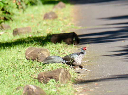 Kona Cloud Forest Sanctuary-凯鲁瓦-柯纳必去景点