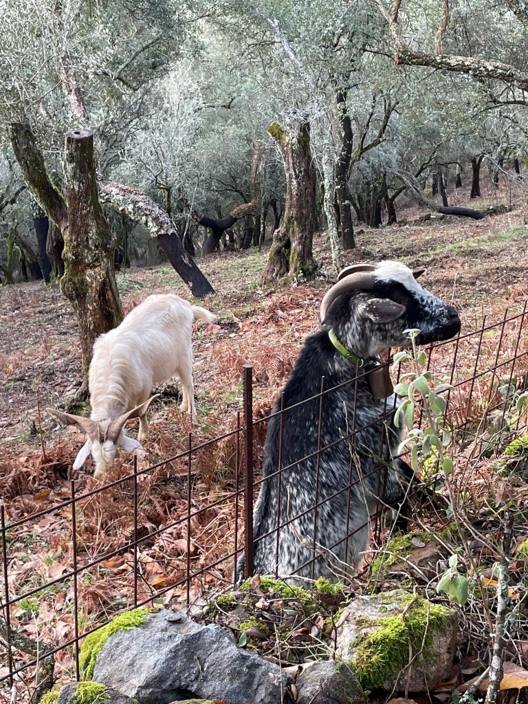 Posada del Castaño-官方