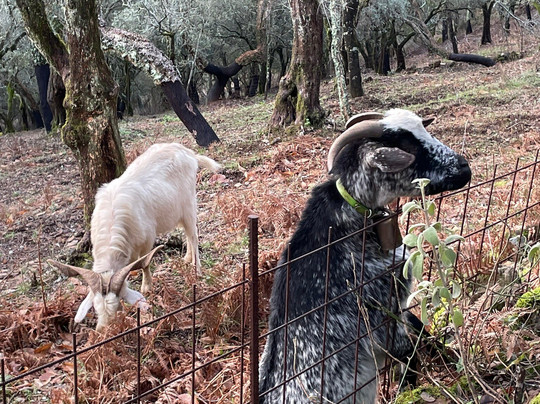 Posada del Castaño主图