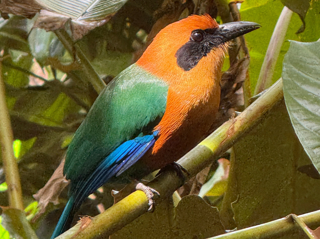 Jungle Life Costa Rica-Bijagua de Upala必去景点